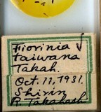 中文種名:青剛圍盾介殼蟲學名:Fiorinia randiae Takahashi, 1934