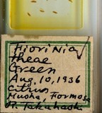 中文種名:茶圍盾介殼蟲學名:Fiorinia theae Green, 1900