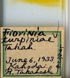 中文種名:山香圓圍盾介殼蟲學名:Fiorinia turpiniae Takahashi, 1934