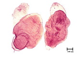 學名:Fiorinia sp.