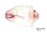 學名:Fiorinia sp.