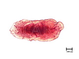 學名:Fiorinia sp.