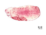 學名:Fiorinia sp.