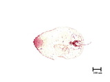 中文種名:黃楊芝糠介殼蟲學名:Parlagena buxi (Takahashi, 1936)俗名:黃楊粕片盾介殼蟲