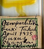 中文種名:黃楊芝糠介殼蟲學名:Parlagena buxi (Takahashi, 1936)俗名:黃楊粕片盾介殼蟲