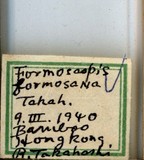 中文種名:臺美竹盾介殼蟲學名:Formosaspis formosana (Takahashi, 1931)