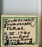 中文種名:臺美竹盾介殼蟲學名:Formosaspis formosana (Takahashi, 1931)