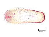 中文種名:黑長蠣盾介殼蟲學名:Ischnaspis longirostris (Signoret, 1882)