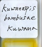 中文種名:竹盾介殼蟲學名:Kuwanaspis pseudoleucaspis (Kuwana, 1902)