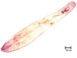 中文種名:葉竹盾介殼蟲學名:Kuwanaspis bambusifoliae (Takahashi, 1934)