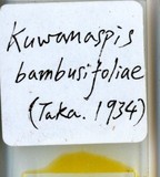 中文種名:葉竹盾介殼蟲學名:Kuwanaspis bambusifoliae (Takahashi, 1934)