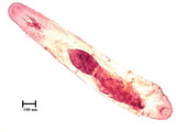 中文種名:葉竹盾介殼蟲學名:Kuwanaspis bambusifoliae (Takahashi, 1934)