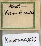 中文種名:長竹盾介殼蟲學名:Kuwanaspis elongata (Takahashi, 1930)