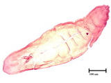 中文種名:長竹盾介殼蟲學名:Kuwanaspis elongata (Takahashi, 1930)