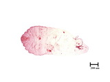 學名:Nikkoaspis formosana (Takahashi, 1930)