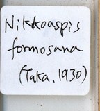 學名:Nikkoaspis formosana (Takahashi, 1930)