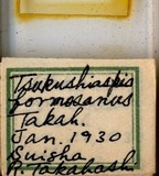 學名:Nikkoaspis formosana (Takahashi, 1930)