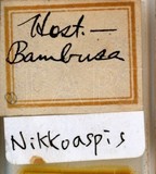 學名:Nikkoaspis formosana (Takahashi, 1930)