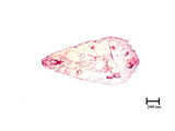 學名:Nikkoaspis formosana (Takahashi, 1930)