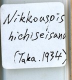 中文種名:竹尼盾介殼蟲學名:Nikkoaspis hichiseisana (Takahashi, 1934)