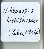 中文種名:竹尼盾介殼蟲學名:Nikkoaspis hichiseisana (Takahashi, 1934)