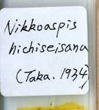 中文種名:竹尼盾介殼蟲學名:Nikkoaspis hichiseisana (Takahashi, 1934)