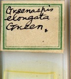 學名:Kuwanaspis linearis (Green, 1922)