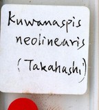 中文種名:線竹盾介殼蟲學名:Kuwanaspis neolinearis (Takahashi, 1930)俗名:新線小竹盾介殼蟲