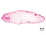 中文種名:線竹盾介殼蟲學名:Kuwanaspis neolinearis (Takahashi, 1930)俗名:新線小竹盾介殼蟲