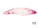 中文種名:線竹盾介殼蟲學名:Kuwanaspis neolinearis (Takahashi, 1930)俗名:新線小竹盾介殼蟲