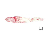 中文種名:線竹盾介殼蟲學名:Kuwanaspis neolinearis (Takahashi, 1930)俗名:新線小竹盾介殼蟲