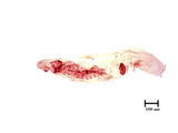 中文種名:線竹盾介殼蟲學名:Kuwanaspis neolinearis (Takahashi, 1930)俗名:新線小竹盾介殼蟲