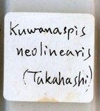 中文種名:線竹盾介殼蟲學名:Kuwanaspis neolinearis (Takahashi, 1930)俗名:新線小竹盾介殼蟲