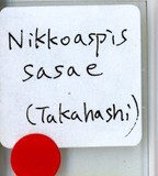 學名:Nikkoaspis sasae (Takahashi, 1936)