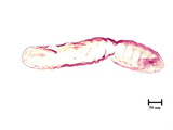 中文種名:蟲形竹盾介殼蟲學名:Kuwanaspis vermiformis (Takahashi, 1931)