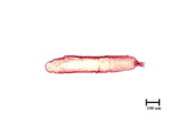 中文種名:蟲形竹盾介殼蟲學名:Kuwanaspis vermiformis (Takahashi, 1931)