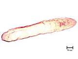 中文種名:蟲形竹盾介殼蟲學名:Kuwanaspis vermiformis (Takahashi, 1931)