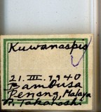 學名:Kuwanaspis sp.