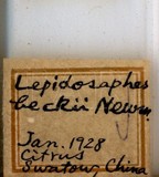 中文種名:橘紫蠣盾介殼蟲學名:Lepidosaphes beckii (Newman, 1869)