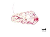 中文種名:橘紫蠣盾介殼蟲學名:Lepidosaphes beckii (Newman, 1869)