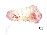 中文種名:橘紫蠣盾介殼蟲學名:Lepidosaphes beckii (Newman, 1869)