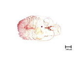 中文種名:橘紫蠣盾介殼蟲學名:Lepidosaphes beckii (Newman, 1869)