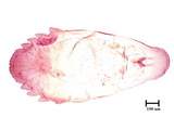 中文種名:橘紫蠣盾介殼蟲學名:Lepidosaphes beckii (Newman, 1869)