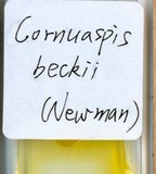 中文種名:橘紫蠣盾介殼蟲學名:Lepidosaphes beckii (Newman, 1869)