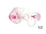 中文種名:橘紫蠣盾介殼蟲學名:Lepidosaphes beckii (Newman, 1869)