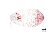 中文種名:橘紫蠣盾介殼蟲學名:Lepidosaphes beckii (Newman, 1869)