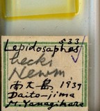 中文種名:橘紫蠣盾介殼蟲學名:Lepidosaphes beckii (Newman, 1869)