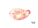 中文種名:橘紫蠣盾介殼蟲學名:Lepidosaphes beckii (Newman, 1869)