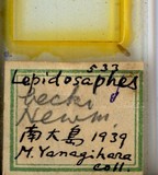 中文種名:橘紫蠣盾介殼蟲學名:Lepidosaphes beckii (Newman, 1869)