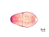 中文種名:側骨副蠣盾介殼蟲學名:Lepidosaphes laterochitinosa Green, 1925